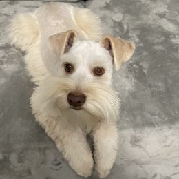 Ginger - Miniature Schnauzer