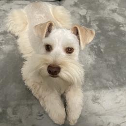 Ginger - Miniature Schnauzer