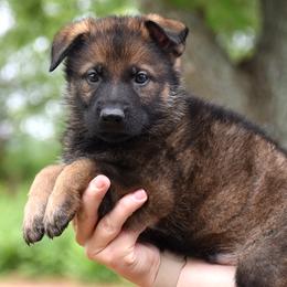 Green Collar Boy - Sable male German Shepherd puppy in Oxford, Arkansas from Atlas Shepherds