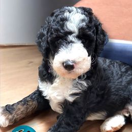 River - Orange Tail - Tri-color male Bernedoodle puppy in Summerfield, North Carolina from Paws 4 Doodles, LLC