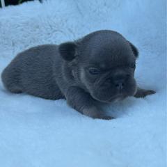 Sandra - Blue fawn female French Bulldog puppy in Ronks, Pennsylvania from Bleu Rock French Bulldogs