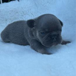 Sandra - Blue fawn female French Bulldog puppy in Ronks, Pennsylvania from Bleu Rock French Bulldogs