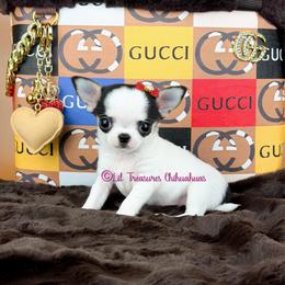 Tiny Moss - Black and white female Chihuahua puppy in Anderson, South Carolina from Lil Treasures Chihuahuas