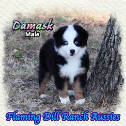 Damask - Black tri male Miniature Australian Shepherd puppy in Forestburg, Texas from Flaming Dill Ranch Aussies