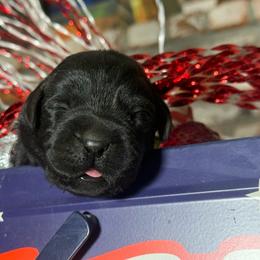 Strawberry - Black female Labrador Retriever puppy in Dixon, California from Rosslyn Labradors (Rose-Line)