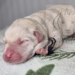 Frank - Yellow male Labrador Retriever puppy in Rogue River, Oregon from PNW Labradors
