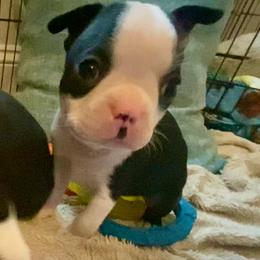 Boy 3 - Black and white male Boston Terrier puppy in Murrells Inlet, South Carolina from Inlet Boston Terriers
