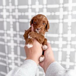 Reed - Red  male Goldendoodle puppy in Greencastle, Indiana from Willow & Co.