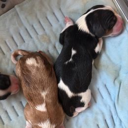 Coco - Tri-color male Cavalier King Charles Spaniel puppy in Melbourne, Florida from Majestic Cavaliers of Melbourne FL