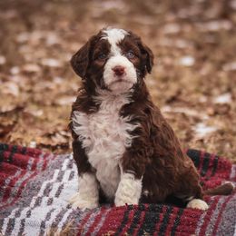 Aussiedoodle Puppies from Amos and Oak Doodles