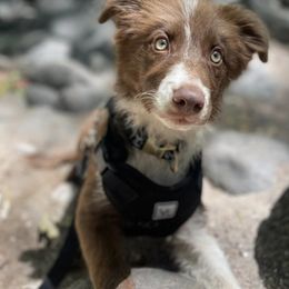 Border Collies from MC Border Collies