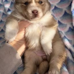 Jade - Tri-color female Pomsky puppy in Aberdeen, Idaho from Willow Creek Cresteds
