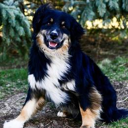Bentley - Australian Shepherd