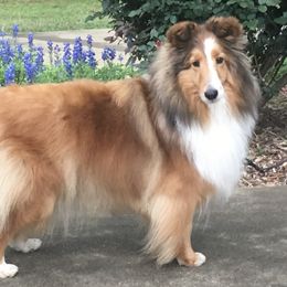 Shetland Sheepdog Puppies from Synergy Shetland Sheepdogs