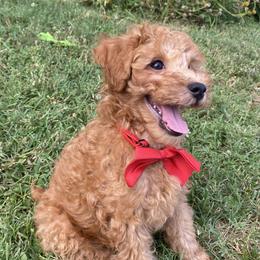 Poodle Puppies from Paige & Adele Poodles