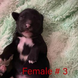 Female 3 - Black and white female Chinese Crested puppy in Salt Lake City, Utah from Naked & Famous