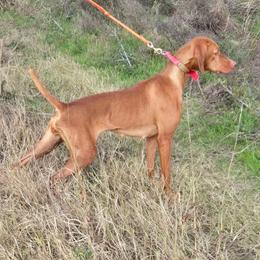 Vic - Vizsla