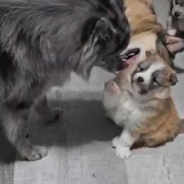 Pomsky Puppies from Pomskies of Vermont