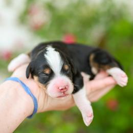 Bentley - Tri-color male Bernedoodle puppy in Tucson, Arizona from Sun Valley Goldendoodles