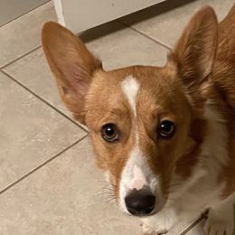 Pembroke Welsh Corgis from Thistle Patch Corgi Farm
