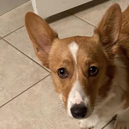 Pembroke Welsh Corgis from Thistle Patch Corgi Farm