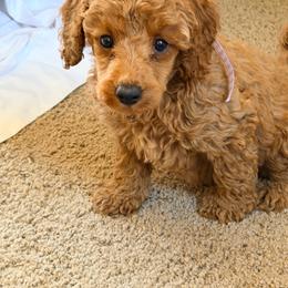 Clara - Red  female Poodle puppy in Colerain, North Carolina from Lisa's Poodles