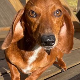 Bunnie - Dachshund