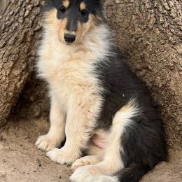 Girl 4 - Black white and tan female Collie puppy in Amherst, Virginia from Clearvu Kennels