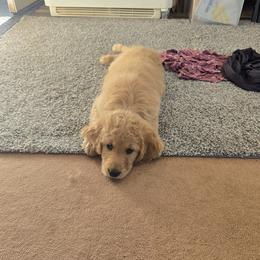 Girl 2 - female Goldendoodle puppy in Athelstane, Wisconsin from Caldron Falls Doodles and Poodles