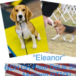 Eleanor - Beagle