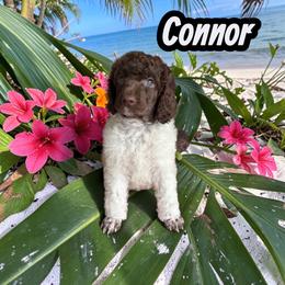 Connor - Parti male Poodle puppy in Port Orange, Florida from Daytona’s Standard Poodles