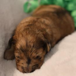 Mateo - Merle male Goldendoodle puppy in Forney, Texas from Diamond Doodle Pups and Poodles