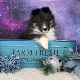 Vincent - Black white and tan male Shetland Sheepdog puppy in Elk, Washington from Asgard Shetland Sheepdogs