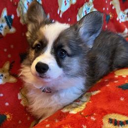 Boy 1 - male Pembroke Welsh Corgi puppy in Coeur D'alene, Idaho from Esther's Pembroke Welsh Corgis