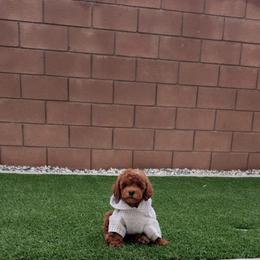 Zues - Red  male Goldendoodle puppy in Anaheim, California from Doodles