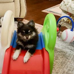 Boy 1 - Chocolate male Pomsky puppy in Leesburg, Virginia from Capital Pomsky