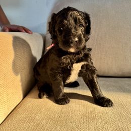 Pink - Black and white female Bernedoodle puppy in Moreno Valley, California from Ayy_Doodles