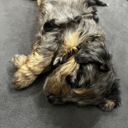 Aussiedoodle Puppies from Aussie Paws