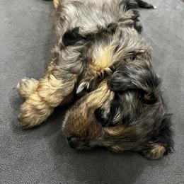 Aussiedoodle Puppies from Aussie Paws