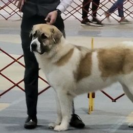 Seraphina - Pyrenean Mastiff