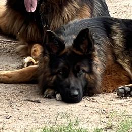 Illy - German Shepherd