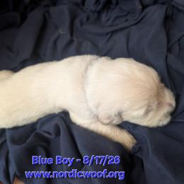 Blue Boy - Light golden male Golden Retriever puppy in Peoria, Arizona from Nordic Woof's Golden Retrievers