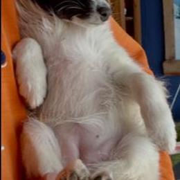 Fuji - White and black female Shetland Sheepdog puppy in Kaycee, Wyoming from Heavenly Shelties