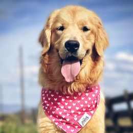 Lizzie - Golden Retriever