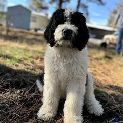 Aussiedoodle, Poodle, and Saint Berdoodle Puppies from Remington Kennels, LLC