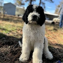 Aussiedoodle, Poodle, and Saint Berdoodle Puppies from Remington Kennels, LLC