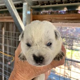 Boy 2-Rooster - Blue Australian Cattle Dog puppy in Sebastopol, California from A Bar G Ranch ACDs