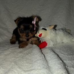 Girl 2 - Black and gold female Yorkshire Terrier puppy in Chino Hills, California from Chino Hills Yorkies