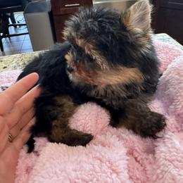 Doll face - Black and gold female Yorkshire Terrier puppy in Riverside, California from Playful Puppies