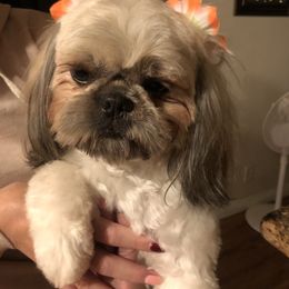 Olive - Shih Tzu